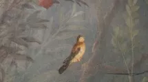 Conférence "la représentation des oiseaux dans la peinture murale au 1er siècle après J-C" © Claire Biallon
