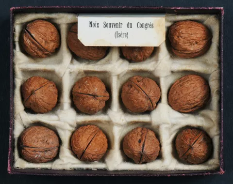 Boite contenant 12 noix Souvenir du Congrès (Isère), récoltées par GUILLOT à St-Marcellin © Coll. Musée dauphinois – Département de l’Isère  
