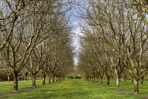 Noyeraies à Tullins © D. Lachas