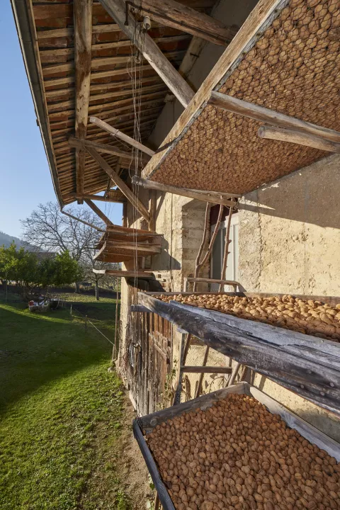 Séchage des noix sur des claies extérieures, Massieu © D. Lachas