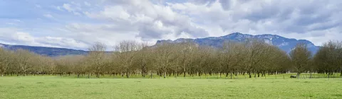 Noyeraie plaine de Tullins © Damien Lachas