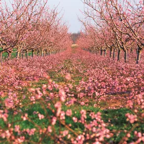 Pêchers, Roussillon © En Marge