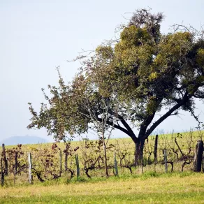 Sainte-Blandine © David Richalet