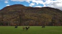 Parc du domaine de Vizille en automne, dains aux premier plan © Département de l'Isère