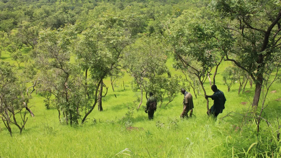 Collines lors d'un transect en saison des pluies