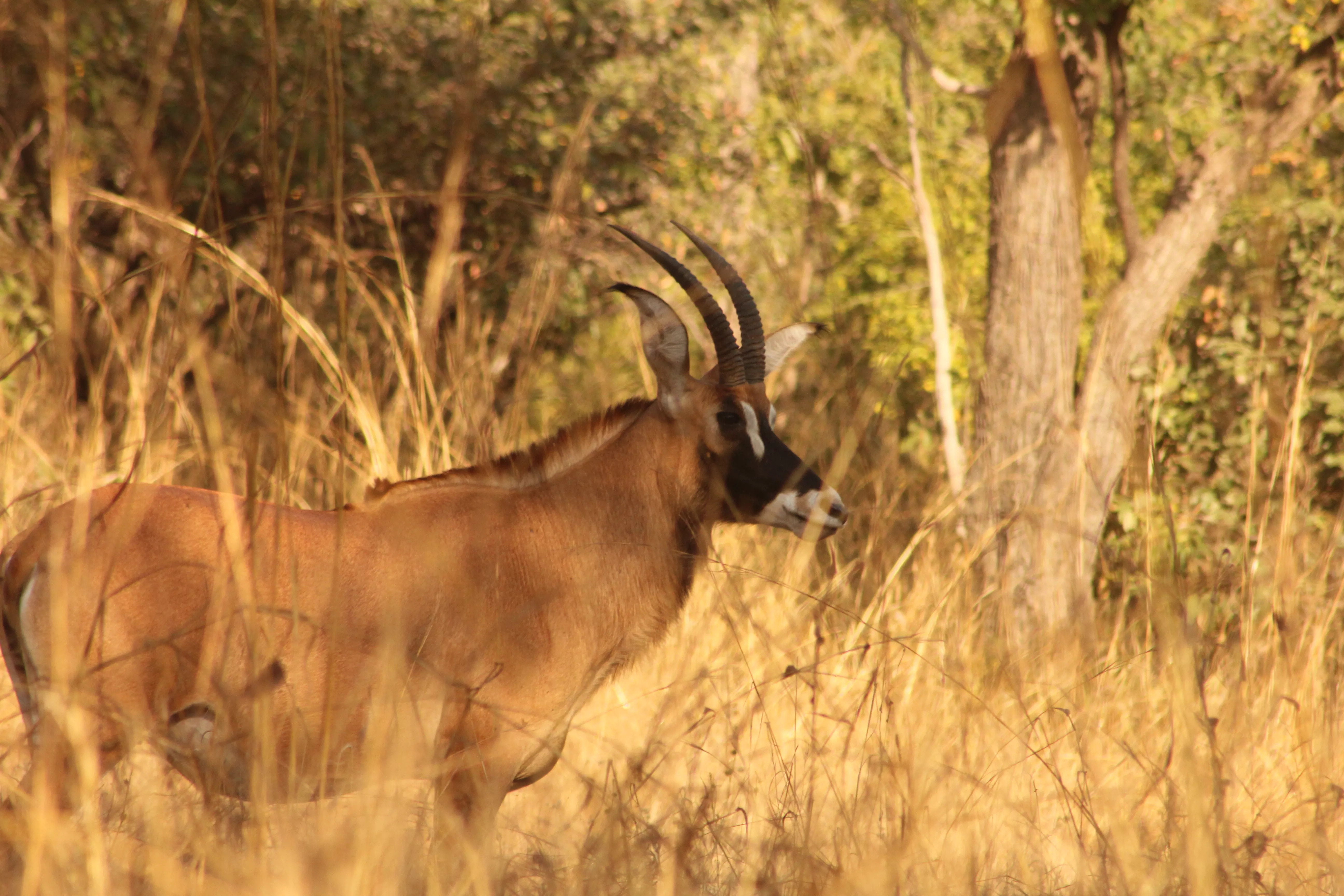 Faune Boundou Faune Boundou © Département de l'Isère