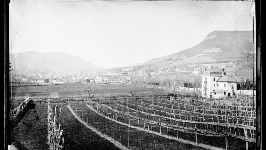 L’ancien domaine viticole du Fangeat. Vue depuis l’est de Voiron, au premier plan la vigne, qui a laissé place au lotissement Jouvin. Photographie de Charpenay, sans date (Collection Musée dauphinois). © Musée Dauphinois
