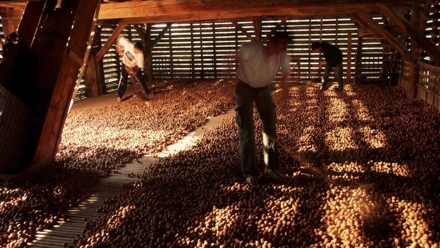 Brassage des noix dans un séchoir fermé par un bardage de clins horizontaux, Cliché R. Neumiller, © Collection Musée Dauphinois