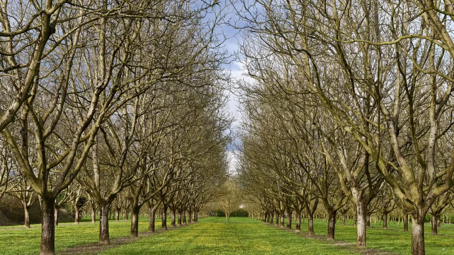 Noyeraies à Tullins © D. Lachas