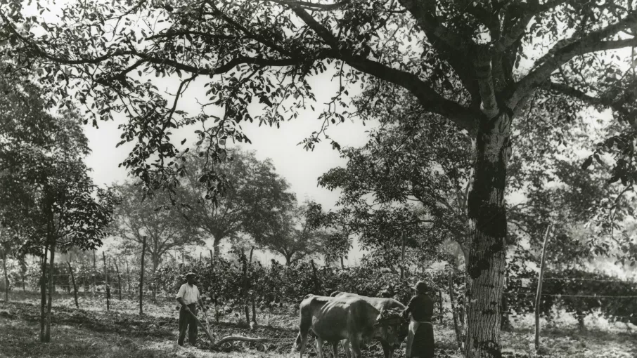 Noyeraies et vignes © Coll. Musée dauphinois – Département de l’Isère  