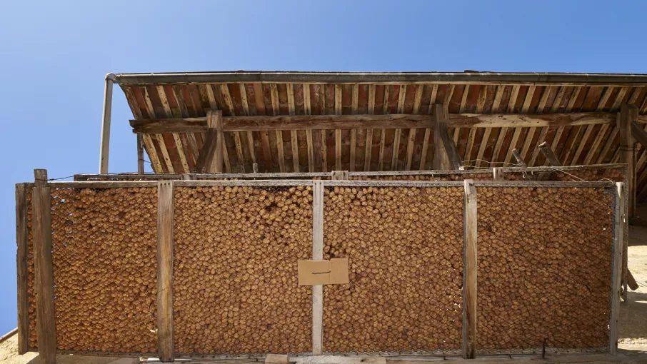 Séchage des noix dans une claie grillagée, Massieu. © D.Lachas