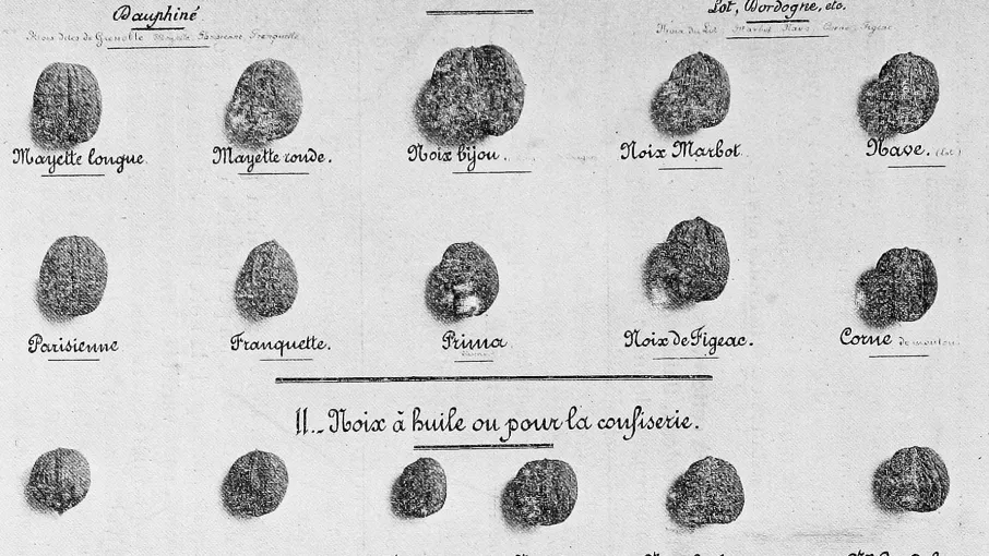 Variétés de noix © Gallica.BnF