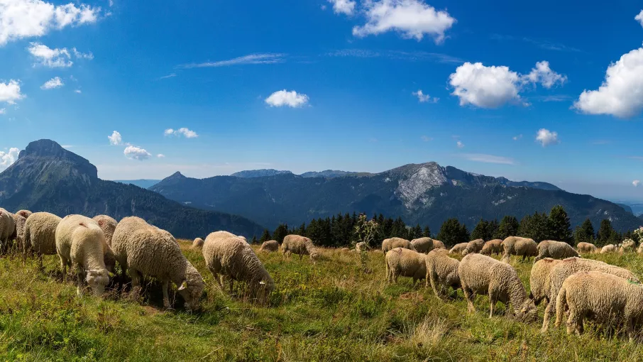 Troupeau d'ovins, secteur de Pravouta © Bertrand Bodin