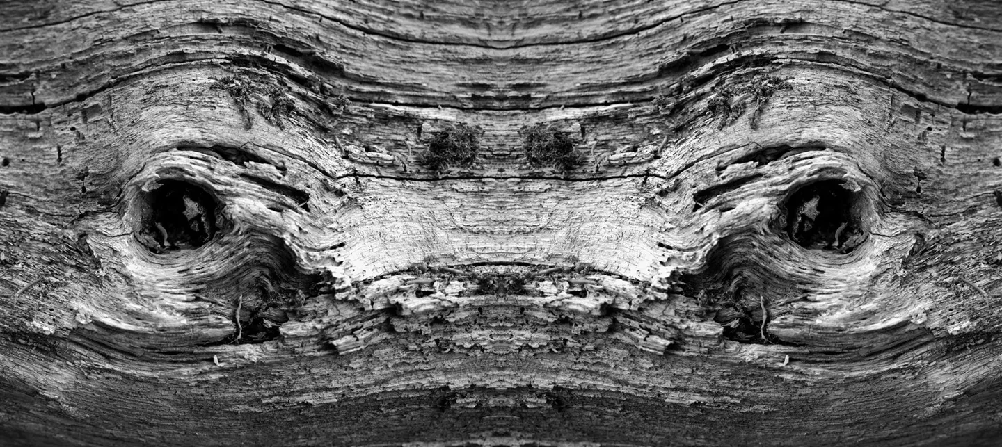 slideshow yeux foret baudelocque