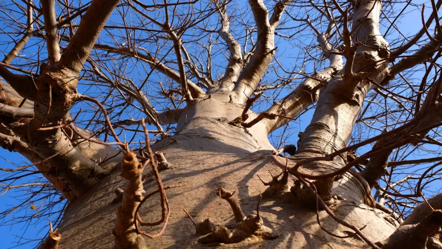Le Baobab, un patrimoine naturel ©Tétraktys