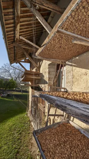 Séchage des noix sur des claies extérieures, Massieu © Damien Lachas